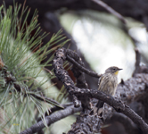 Yellow rumped Warbler 2600